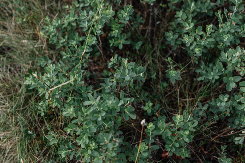 Asuntomarkkinoiden uusi normaali: Pitkä korjausliike ja kaupungistumisen megatrendi